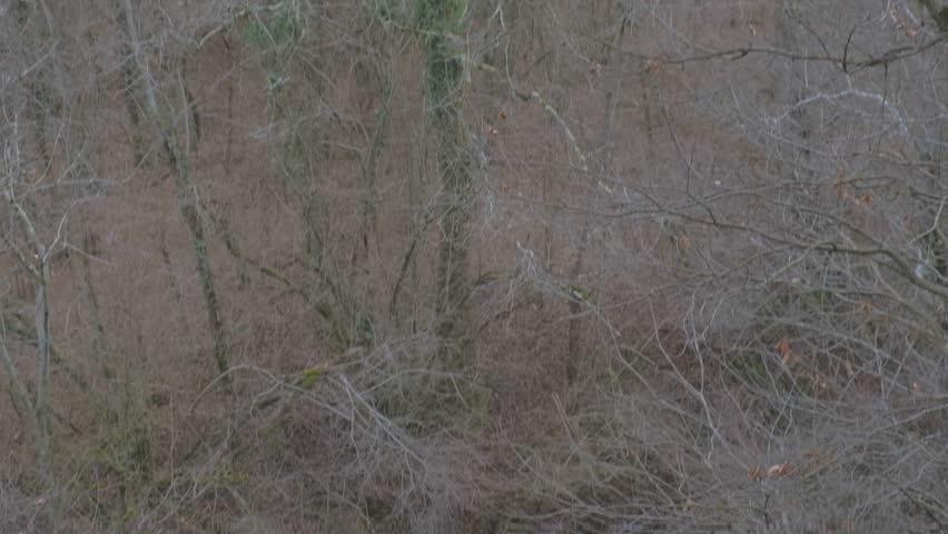 Aerial vertical pan from a tree trunk to a mountain stream. High quality 4k footage