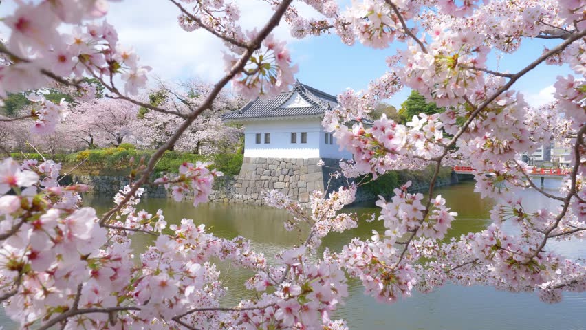 Beautiful sakura blossoms and Japanese historic castle in spring, Odawara castle in Japan with blooming cherry trees, Japanese culture, tourism in Japan. High quality 4k footage