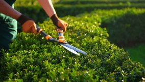 male gardener's hands in uniform trimming Pruning Decorative Bushes sunny close up - Powered by Shutterstock - Get 15% off with code: PIKWIZARD15