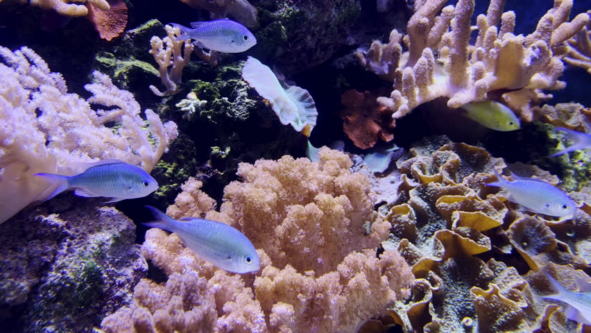 Underwater  life view of colourful tropical fish swimming in their home coral reef environment, Cairns Aquarium , Queensland, Australia. Royalty-Free Stock Footage #1102056357