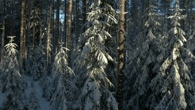 Snow-covered forest in sun. Close up. Spruces in snow. Branches of fir trees under snow in sun rays - Powered by Shutterstock - Get 15% off with code: PIKWIZARD15