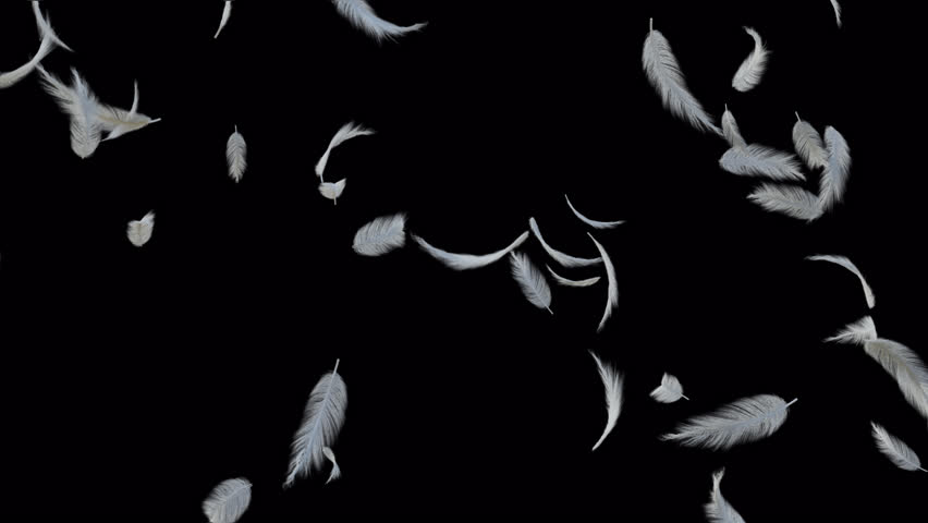 White fluffy feather floating flying loop with alpha channel