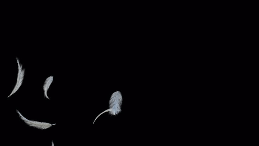 White fluffy feather floating flying with alpha channel