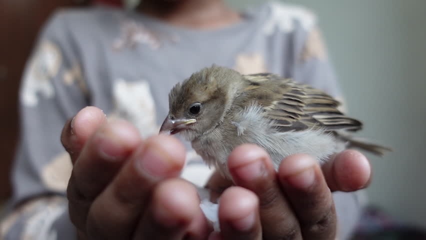 A baby house sparrow sitting on a child