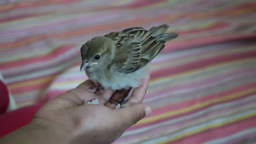 A baby house sparrow sitting on a child
