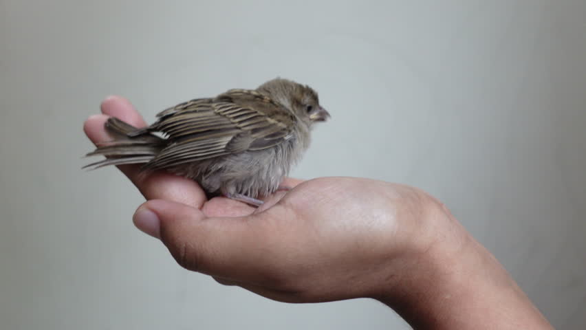A baby house sparrow sits on a hand. Helping a baby sparrow. Feeding a Baby Sparrow. 
