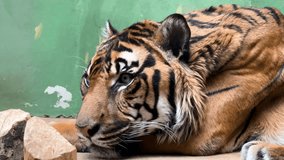 A relaxed tiger lies awake and struggles with sleep. 