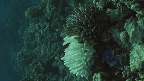 Vertical video, Bleaching and death of corals from excessive seawater heating due to climate change and global warming, Slow motion. Camera slowly moving forwards approaching decolored coral