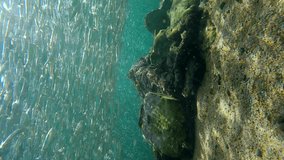 Vertical video, Massive school of small fish swims in a circle around the rocky reef, forming a funnel over it, Slow motion, Camera moves around the reef, Red Sea, Dhab, Egypt - Powered by Shutterstock - Get 15% off with code: PIKWIZARD15