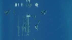Vertical video, Sea pike swims with shoal of sergeant fish under surface on sunny day, Slow motion. Needlefish or Garfish swim under surface of water near school of Indo-Pacific sergeant in sunbeams