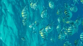 Vertical video, Large shoal of Sergeant major fish swim under surface of blue water. School of Indo-Pacific sergeant (Abudefduf vaigiensis). Close up