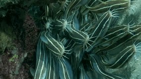 Vertical video, School of Striped Catfish are hiding inside coral cave. Striped Eel Catfish (Plotosus lineatus), Close-up