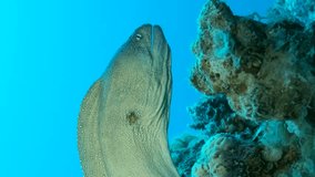 Vertical video, Close-up portrait of Moray peeks out of its hiding place on vlue water background. Yellow-mouthed Moray Eel (Gymnothorax nudivomer), Red Sea, Egypt
