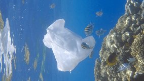 Vertical video, Discarded white plastic bag on tropical coral reef, on the blue water background swim school of tropical fish. Plastic pollution of the Ocean, Underwater shot