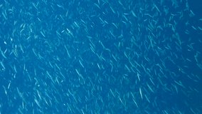 Vertical video, Massive school of small fish swims in the blue water in sunlights. lot shoal of little fish on blue water background
