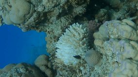 Vertical video, Bleaching and death of corals from excessive seawater heating due to climate change and global warming. Decolored corals in the Red Sea. Camera slowly moving forwards