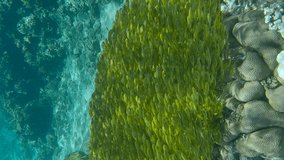 Vertical video, Massive school of juvenile golden Rabbitfish in shallow water swims over coral reef in sunrays. Bait ball above coral reef. Rabbitfishes (Siganidae)
