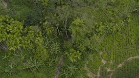 Aerial view of railway bridge crossing over river in tropical jungle. High angle view over green lush rainforest in Sri Lanka, Asia. Drone Transportation 4K video  