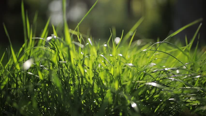 green grass close-up on a blurred background moves from the wind. slowmo video Royalty-Free Stock Footage #1102065107