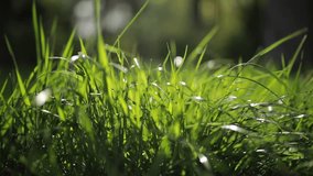 green grass close-up on a blurred background moves from the wind. slowmo video - Powered by Shutterstock - Get 15% off with code: PIKWIZARD15