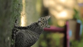 Pregnant tabby cat sits on green grass on a summer sunny day. Vertical video orientation