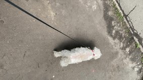 Maltese dog on a leash runs on asphalt, vertical video. Walking with dog in park. Cute little puppy morkie yorkshire maltese mixed breed running through the asphalt. Maltese dog on a leash.