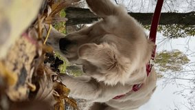 Golden retriever. a golden retriever on a leash digs the ground and sniffs, close-up, vertical video. A golden retriever digs the ground with its paws and looks for something, close-up.