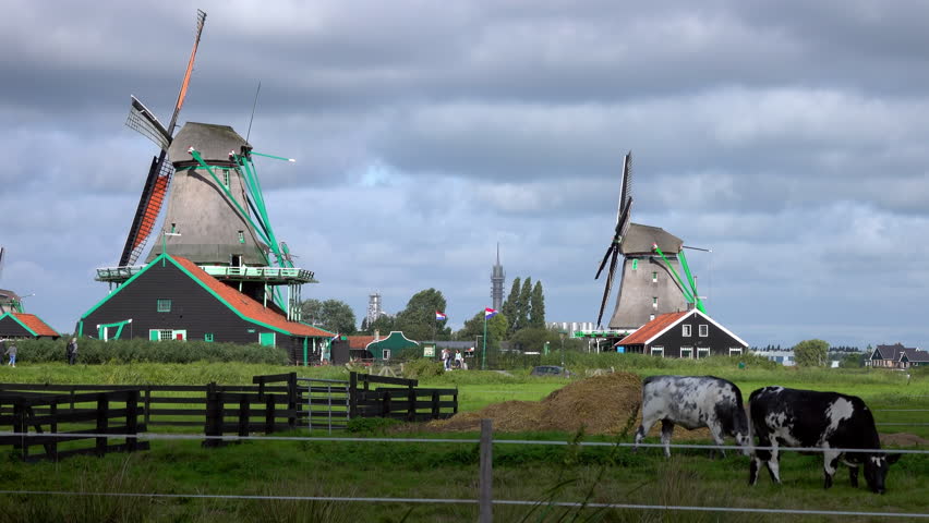 Netherlands. Summer day at the Zaanse Schans. Authentic Dutch windmills and cows. Heavy clouds quickly run across the sky