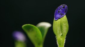 Spring time lapse of growing small plants, opening its blossom and falling seed from sprout, isolated on black background, germination process nature green world - Powered by Shutterstock - Get 15% off with code: PIKWIZARD15