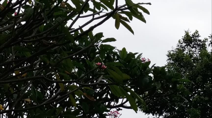 Frangipani flower trees that are blooming under the rain and lightning flashes Royalty-Free Stock Footage #1102067245