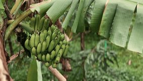 A bunch of green bananas on a tree in a tropical forest after rain. Close-up. Banana tree on a rainy day in Asia. High quality FullHD footage