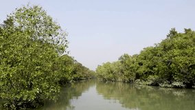 A canal in Sundarbans.high resolution (HD) footage of  Sundarbans National Park.this  video was taken from Sundarbans,Bangladesh.
