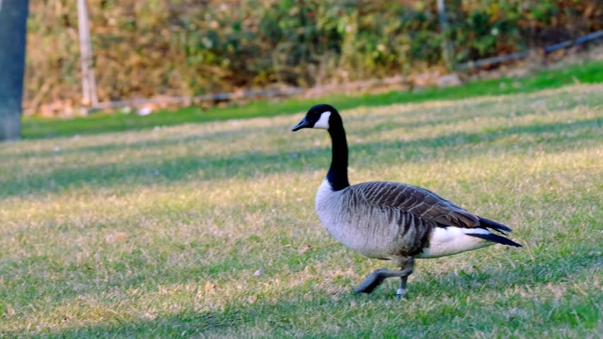 beautiful long-necked birds, Branta canadensis, Canada geese, beautiful waterfowl with webbed feet walks along shore of a city park, migration of feathered, protection wildlife, do not feed animals