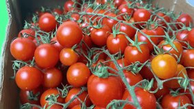 fresh tomato harvest for traditional italian cuisine foods. Organic farming authentic video. Vegetable garden, agriculture farm field scene. Organic fresh harvest in vegetable garden, nutrition