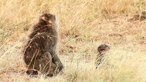 Mother and baby baboon in Masai Mara
