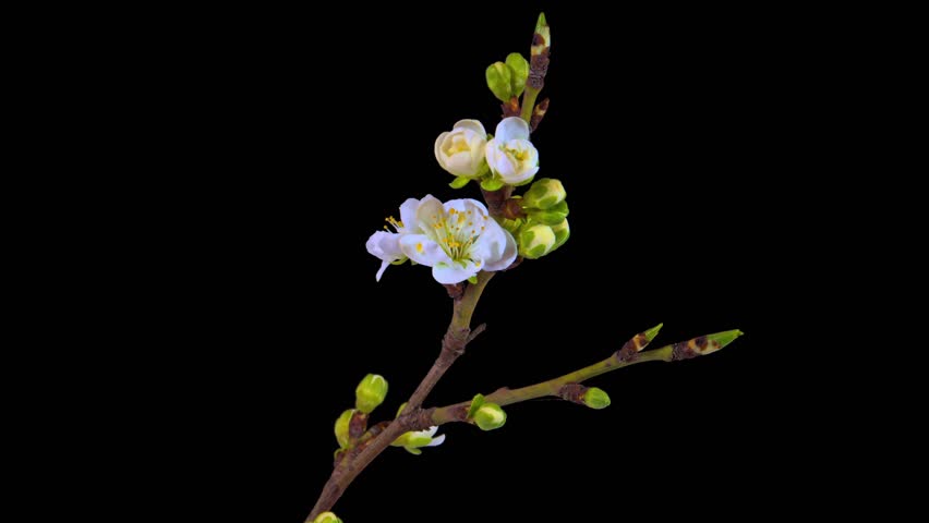 Apricot flowers open in time-lapse mode. Blossoming apricot branch. Time lapse. Flowers bloom on a tree branch on a black background. Royalty-Free Stock Footage #1102075091
