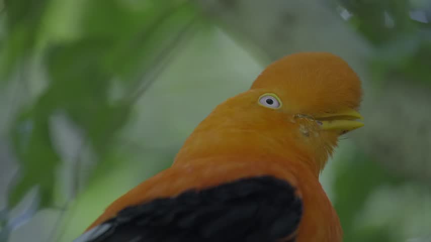 This close up video shows a wild Andean Cock-of-the-Rock (Rupicola peruvianus) bird chipping and communicating with other birds in it's flock. Royalty-Free Stock Footage #1102076589
