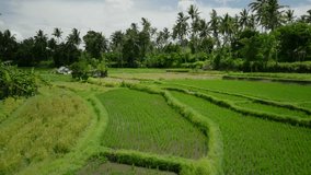 Drone view of Bali. Rice Terrace, Ubud. Top view