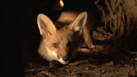 Red Fox, vulpes vulpes, Cub standing in Den, Normandy in France, Real Time