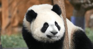 Giant Panda, ailuropoda melanoleuca, Portrait of Adult, Beauval Zoo in France, Real Time 4K