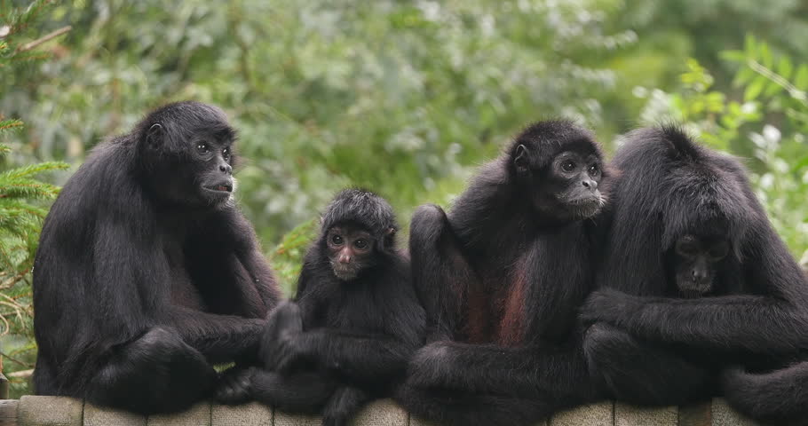 Brown Headed Spider Monkey, ateles fusciceps rufiventris, Group of Adullts standing on Branch, Real Time 4K