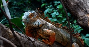 Green Iguana, iguana iguana, Adult Male standing on Branch, Los Lianos in Venezuela, Real Time 4K