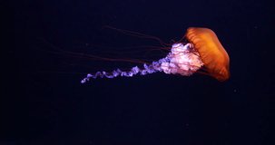 Black Jellyfish or Black Sea Nettle, Pacific Ocean, chrysaora achlyos, Seawater Aquarium in France, Real Time 4K