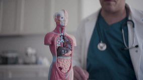 4K video of a doctor using a artificial 3d model body to explain liver function