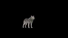 Wolf Howl 3D Animation Transparent Alpha Video 
