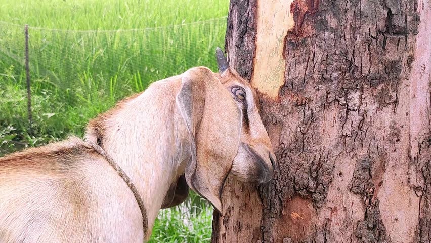 A goat rubbing a tree with a tree trunk.