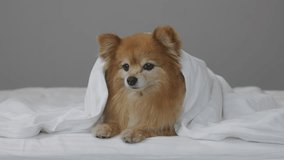Small fluffy spitz is covered with a white blanket on owner's sofa posing against a gray wall. Pet dog breed German Spitz funny shows tongue lying under blanket and stretching forward its front paws