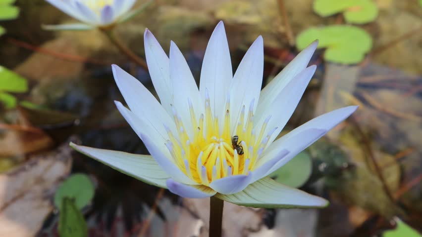 Bee collecting pollen, white lotus, blurred background.
