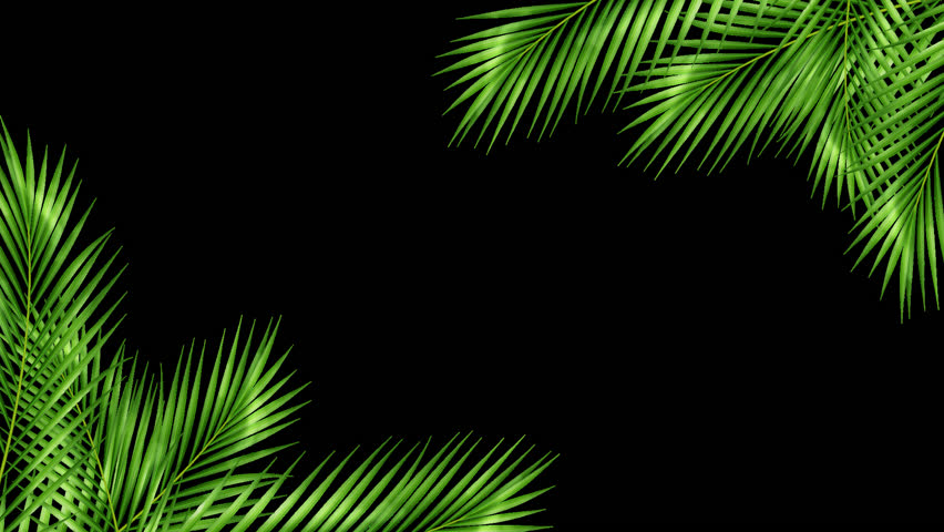 Tropical leaf frame on a transparent screen. Summer leaf with transparent background. Royalty-Free Stock Footage #1102097299