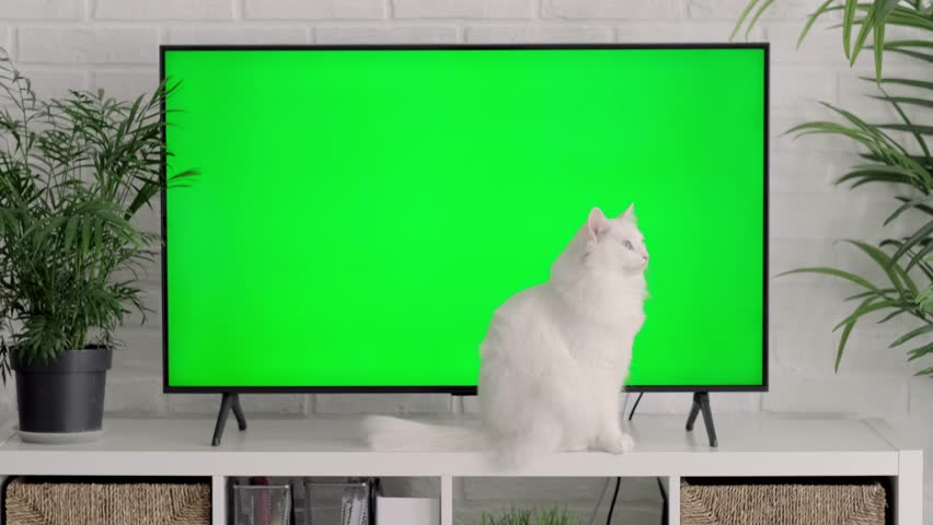 Fluffy white cat lying, sitting, walking, sleeping, relaxing near big TV with green screen at home, Advertising of goods for cats and kittens, Chroma key Royalty-Free Stock Footage #1102106319